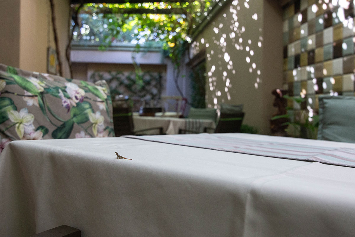 Oleander Guest House