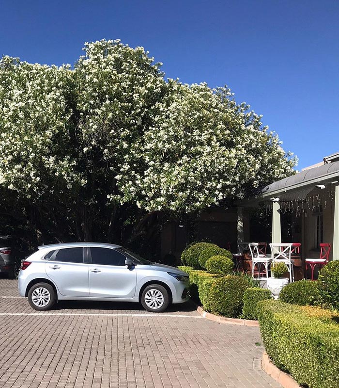 Oleander_Tree